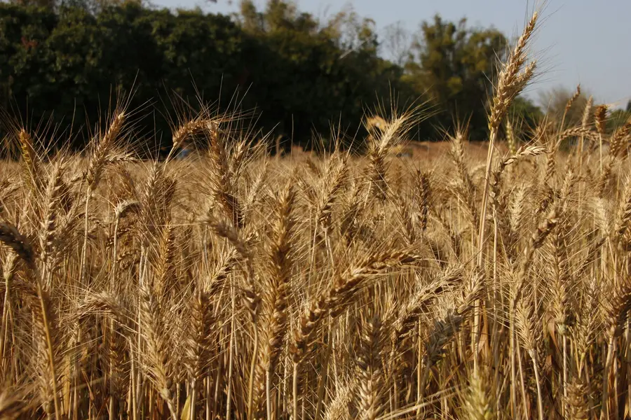 Field of grain
