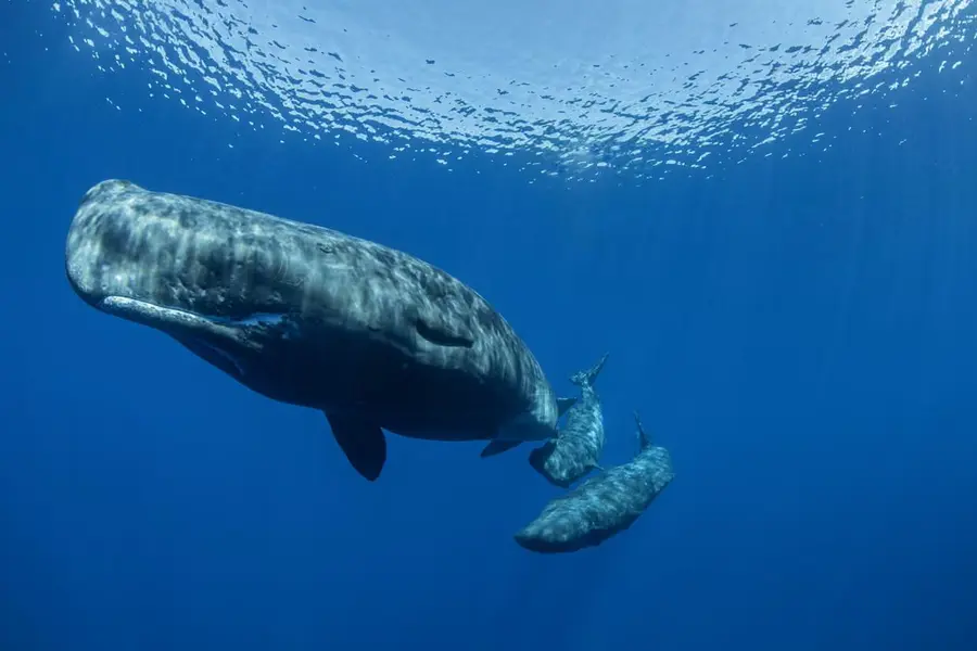 Sperm whales underwater